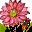 Spring Flower Icons icon